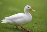 Duckies (: