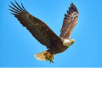 F.C. Eagles