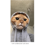 Kittykitty709673