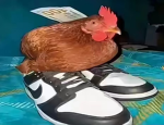 Le Epik Chicken Clan