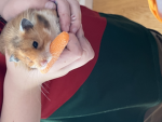 Hamster best group