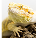 Bearded Dragons Kingdom