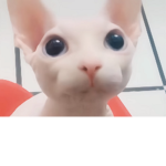 Bingus Broskies