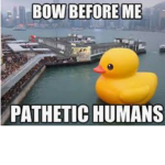 The cluckity ducks