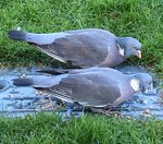 Pigeon army!!!