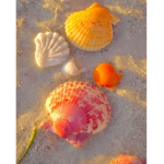 coconuts_shells