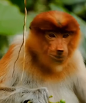 xApplesaucersx