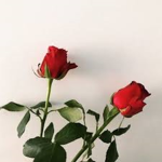 ʀᴏʏᴀʟ♕