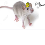 [ Rodent Cult ]