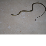 THE RATTLE SNAKE