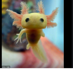 baby axolotl group