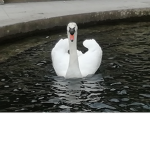 Les oies