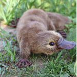 Platypus’s Group