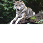 RedWolf Army