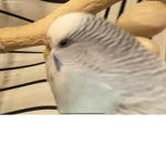 Chickens are da best