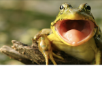Jason the Frog man