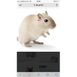 The official gerbil fan group
