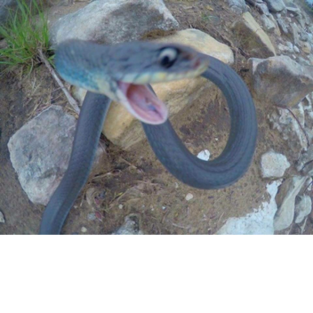 Tower of Snakes Slithering Up Pillars