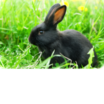 Offical RabbitKidsTV fun