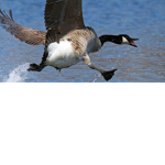 goose insurance