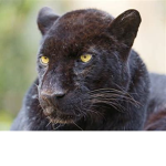Roblox panthers United