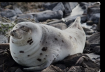 Seal Central City