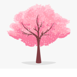 The Cherry Blossoms Leaves