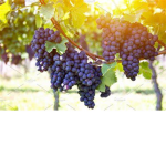 GrapesGalore