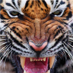 Tigerss