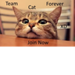 Team Cat Forever XD