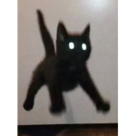 Cat Team Forever!