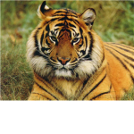 wild cats are kewl