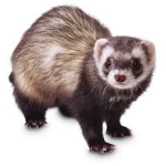 Ferrets_United