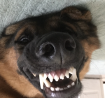 We like doggos