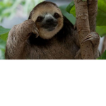 Awesome Sloth Productions