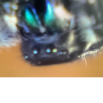 SPIDERSIN