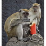 MonkeyTeamDig