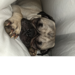 Pug Armyyy