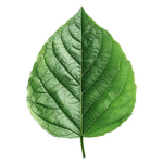 feuille verte