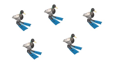 duck spin meme