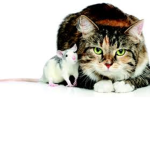 rats and cats unite!