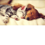 Kitty/puppy