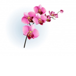 State of Orchid