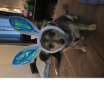 Le epic Doggo group