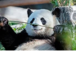Just Another Panda Fan Group