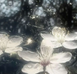 Ｓｉｌｅｎｔ Ｂｌｏｏｍ