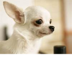 The Chihuahua Clan