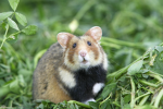| Hamster Studio |