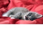 the kitty cat -w-