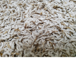 My carpet